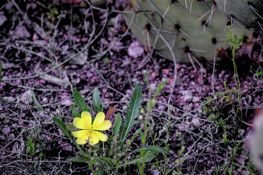 Single desert flower Photograph by Chance Kafka