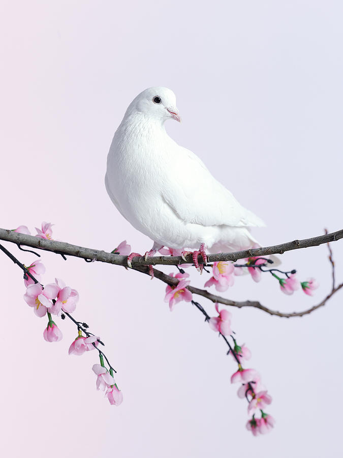 Single Dove On A Branch With Blossom Photograph by Walker And Walker