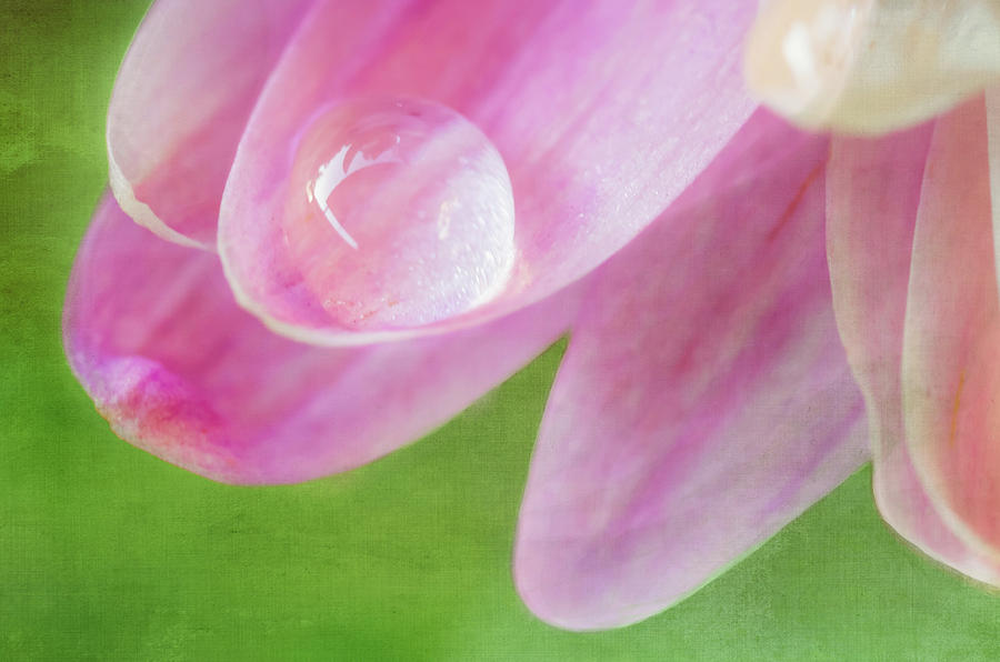 Flower Photograph - Single Drop by Ken Mickel