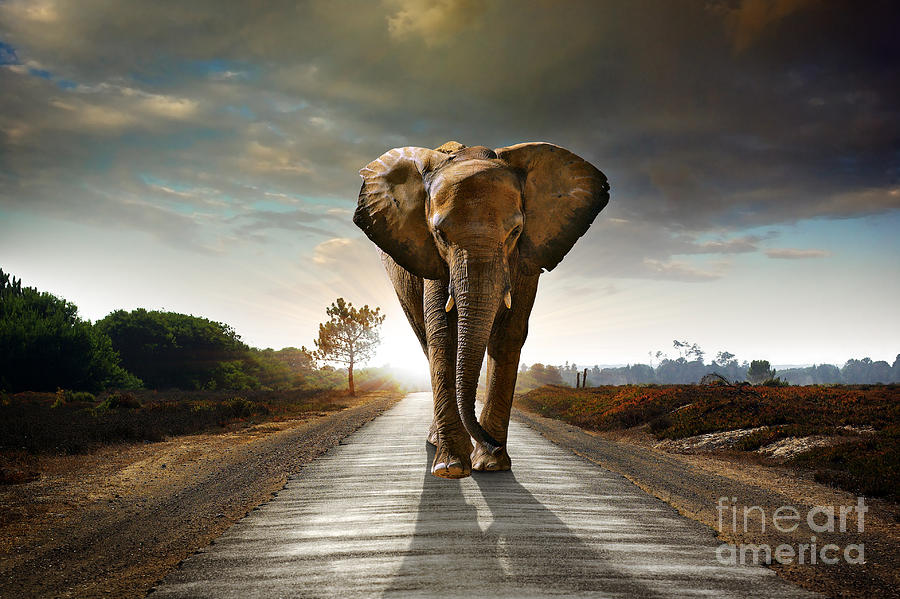 Big Photograph - Single Elephant Walking In A Road by Carlos Caetano Big Photograph - Single Elephant Walking In A Road by Carlos Caetano