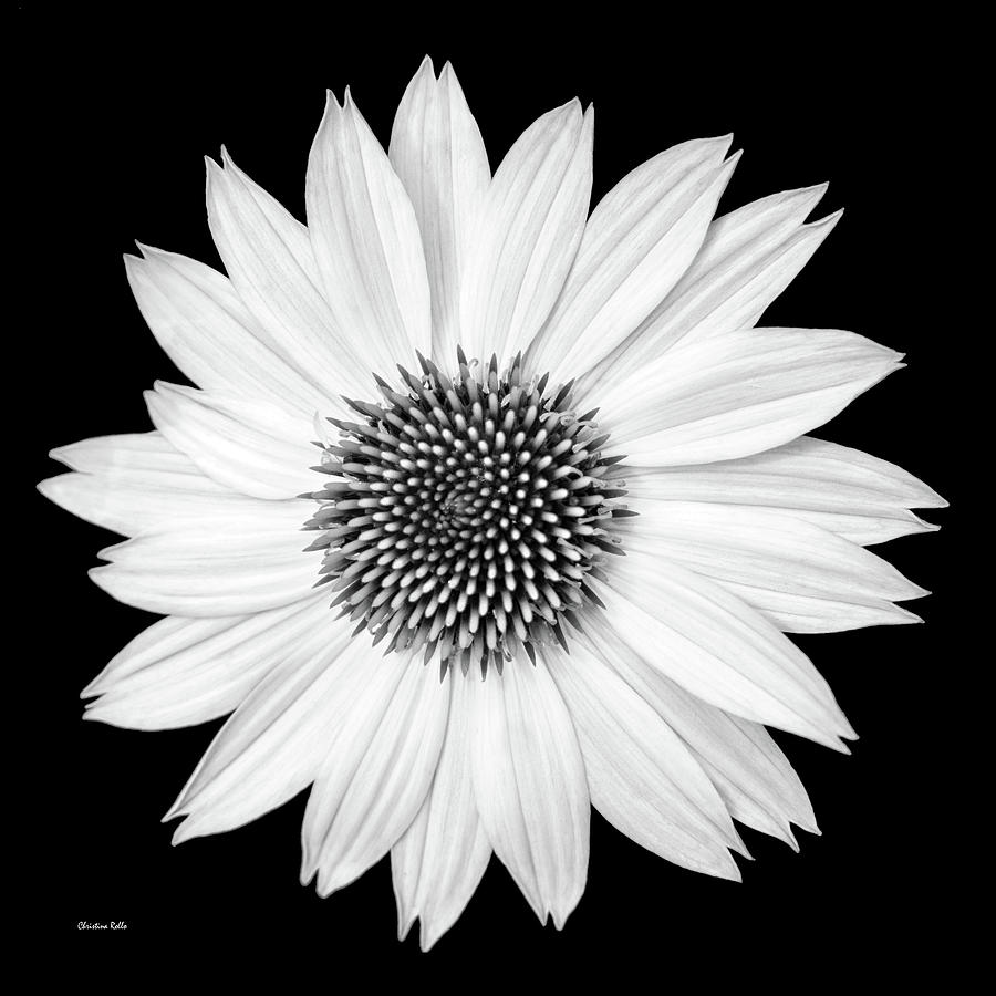 Single Flower Black And White Photograph by Christina Rollo