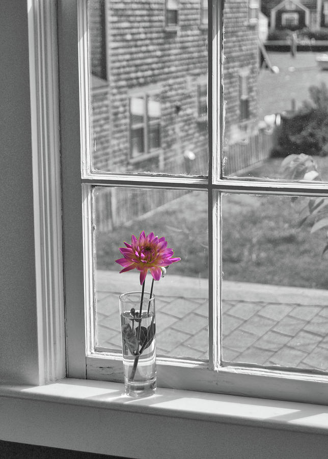 Single Flower Vase Photograph by JAMART Photography