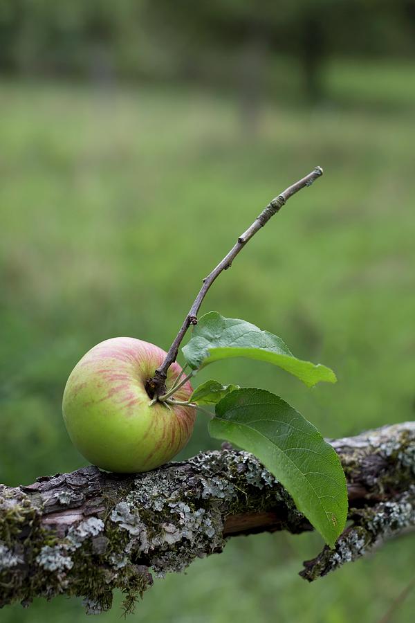 Single, Freshly-picked Apple With Leaves From Orchard Balanced On Branch Covered In Lichen Photograph by Sabine Lscher