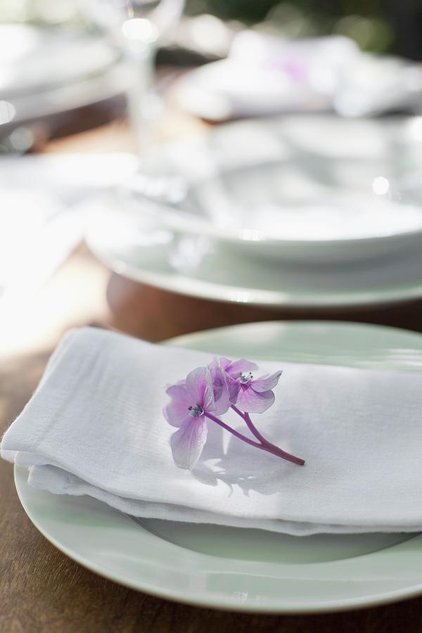 Single Hydrangea Floret Decorating Place Setting Photograph by Great Stock!