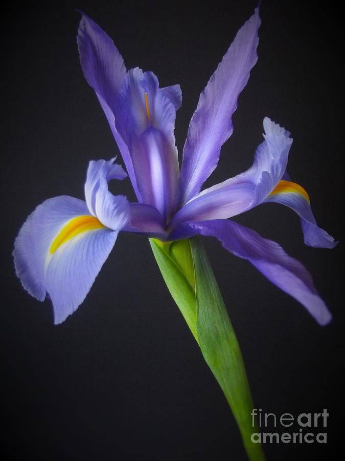 Single Purple Iris Photograph
