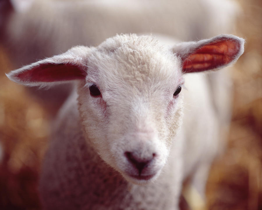Single Lamb Photograph by Adrian Burke