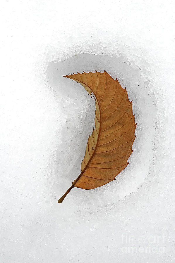 Single Leaf In Snow Photograph