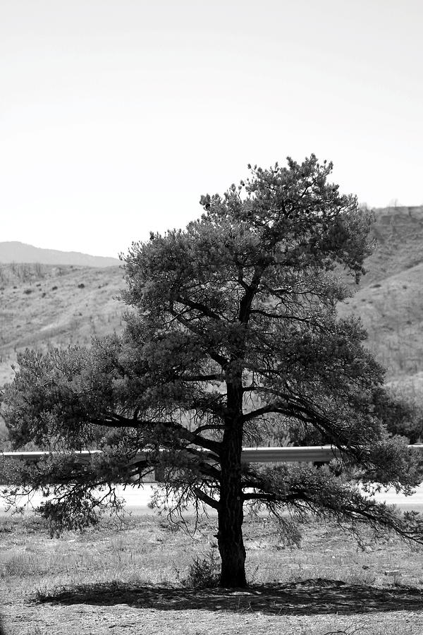 Single Leaning Pine in Black and White Photograph by Colleen Cornelius