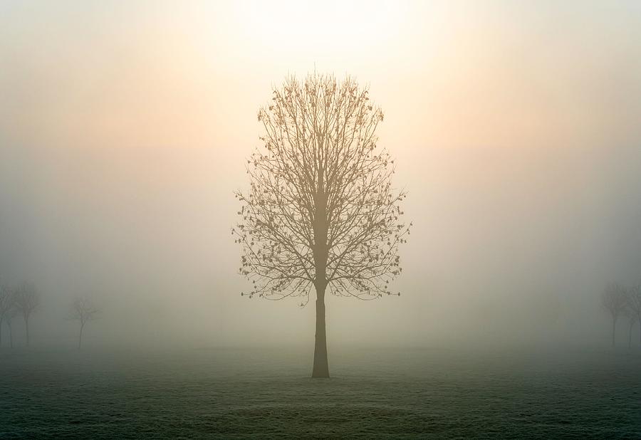 Single Lone Tree Silhouette Standing Photograph by Matthew Troke