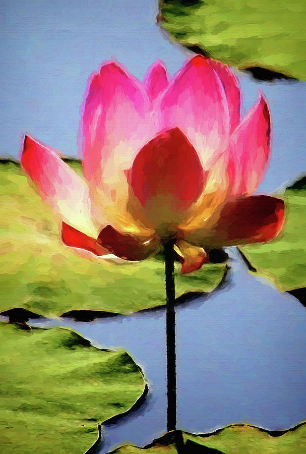 Single Lotus Blossom Photograph by HH Photography of Florida
