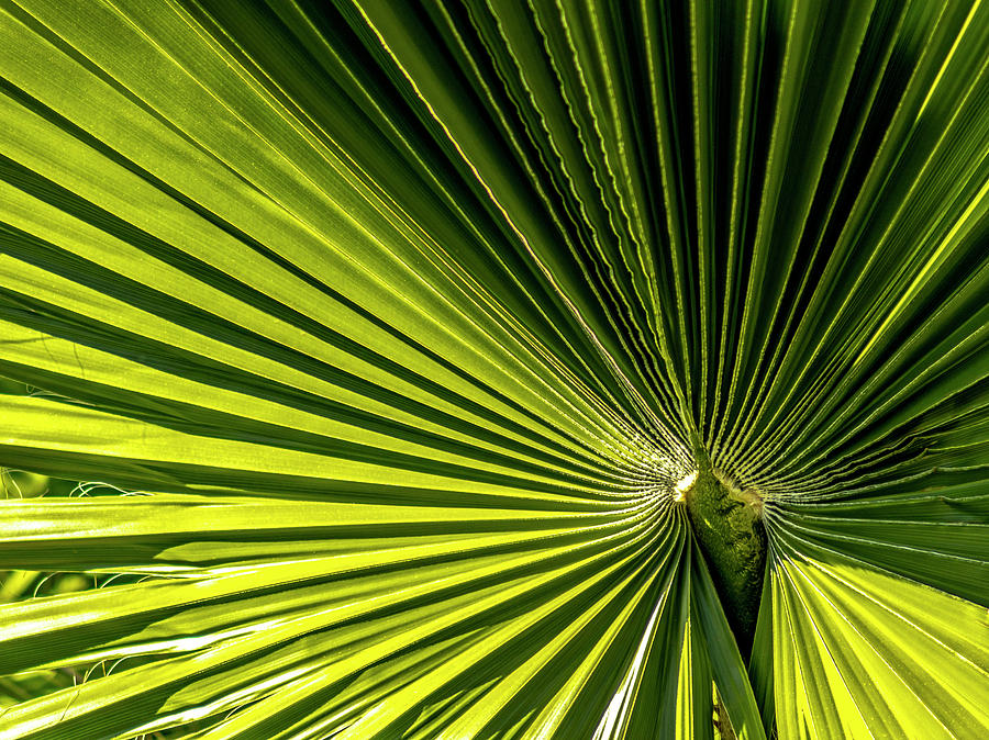 Single Mexican Palm Leaf Photograph By Chic Gallery Prints From Karen 