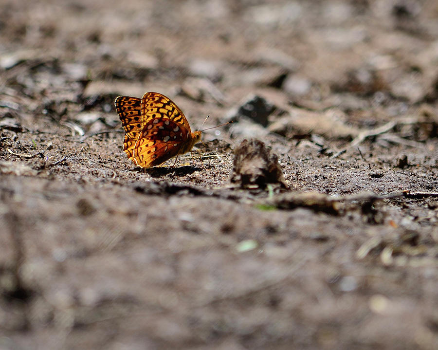 Single Monarch Butterfly Walking Photograph