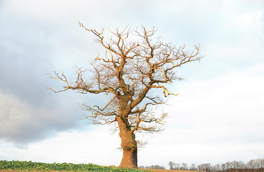 Single Old Bare Oak Tree In Late Photograph by Knaupe
