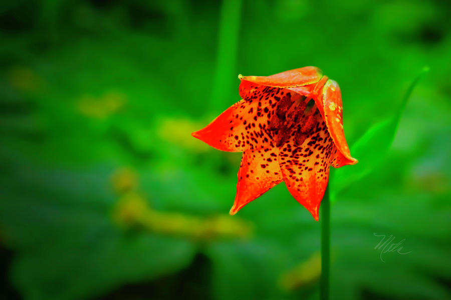 North Carolina Photograph - Single Orange Grays Lily by Meta Gatschenberger