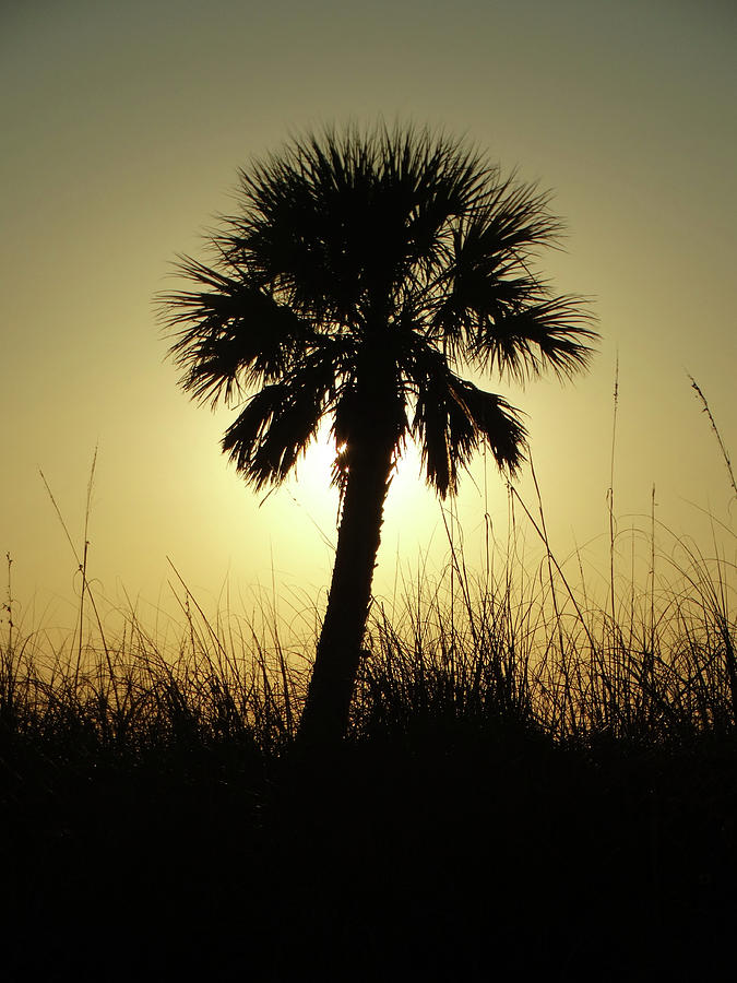 Single Palm Sunset Silhouette Photograph by David T Wilkinson