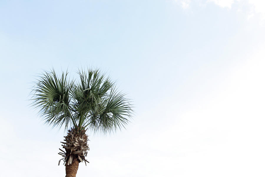 Single Palm Tree Against Blue Sky Photograph by Tricia Shay Photography