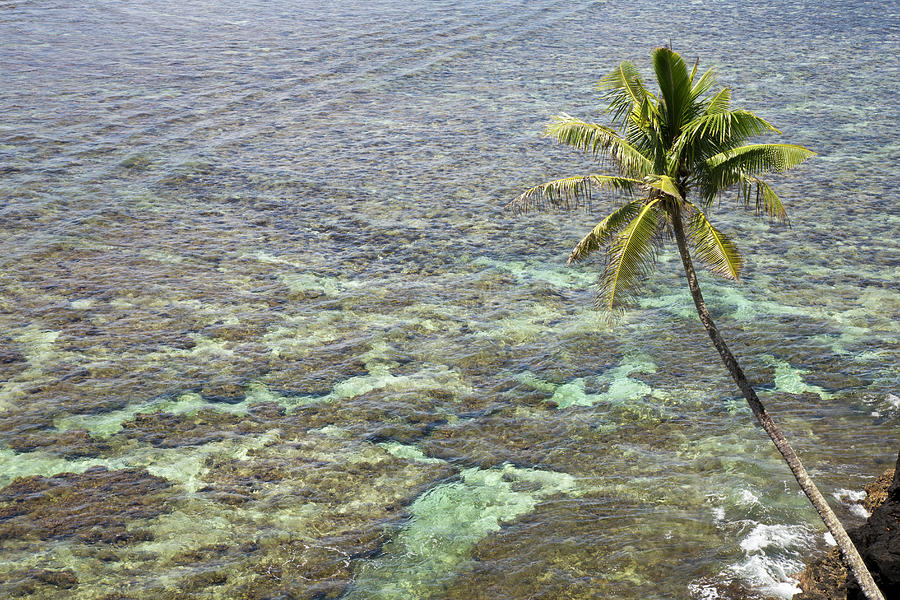 Paradise Photograph - Single Palm Tree Leaning Over The Reef In Samoa, South Pacific by Cavan Images