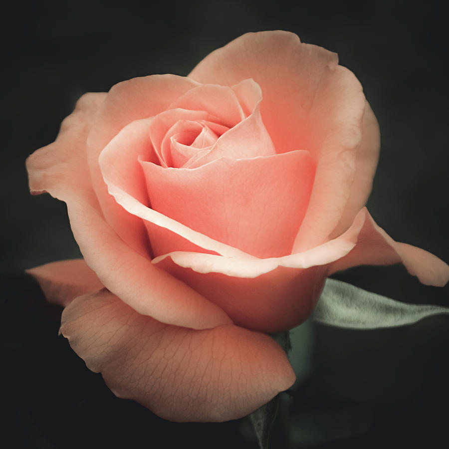 Single Peach Rose Photograph by Julie Palencia