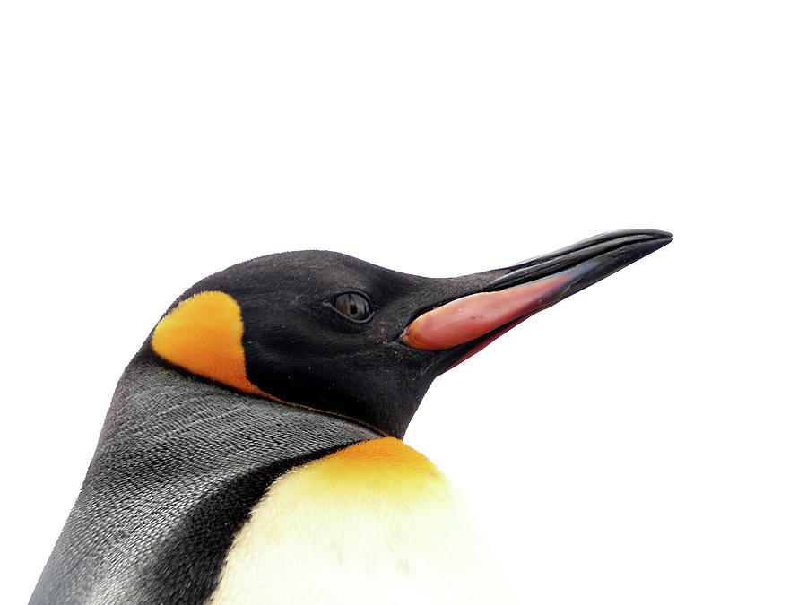 Single Penguin Photograph by Kolgt