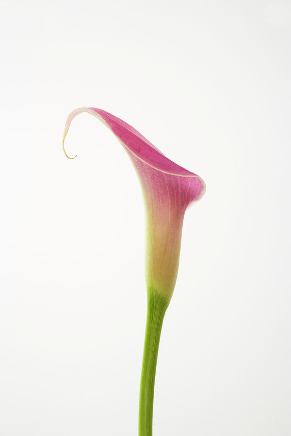 Single Pink Calla Lily Stem Photograph by Asia Images