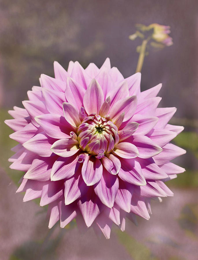 Single Pink Dahlia Flower Photograph by Melinda Moore