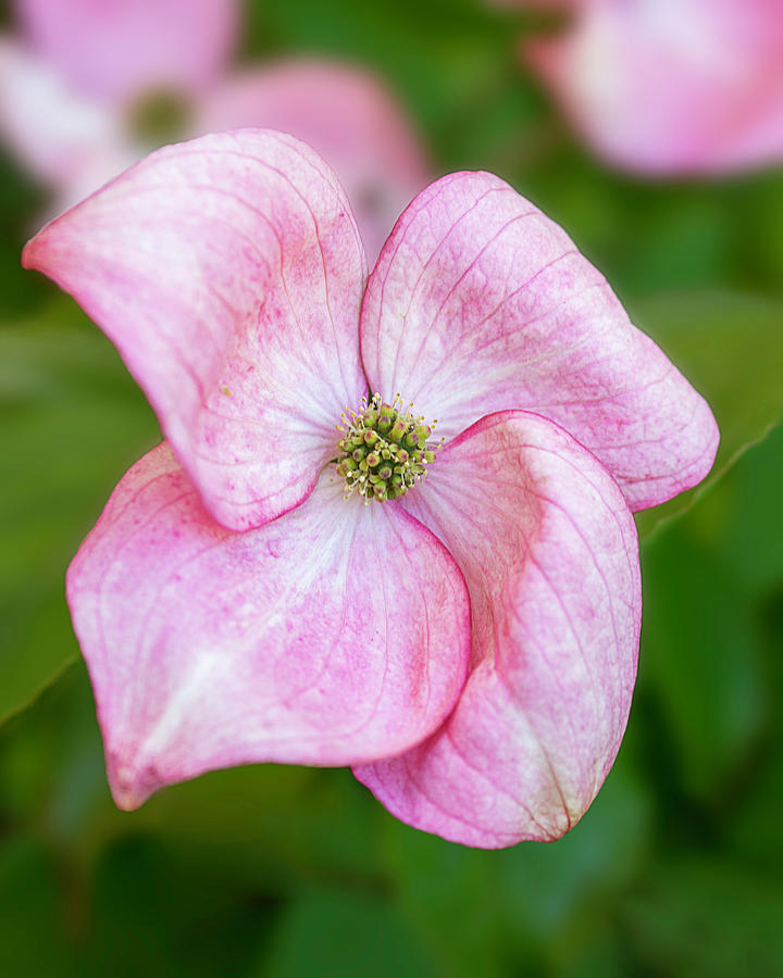 Single Pink Dogwood Blossom by TL Wilson Photography Photograph by Teresa Wilson