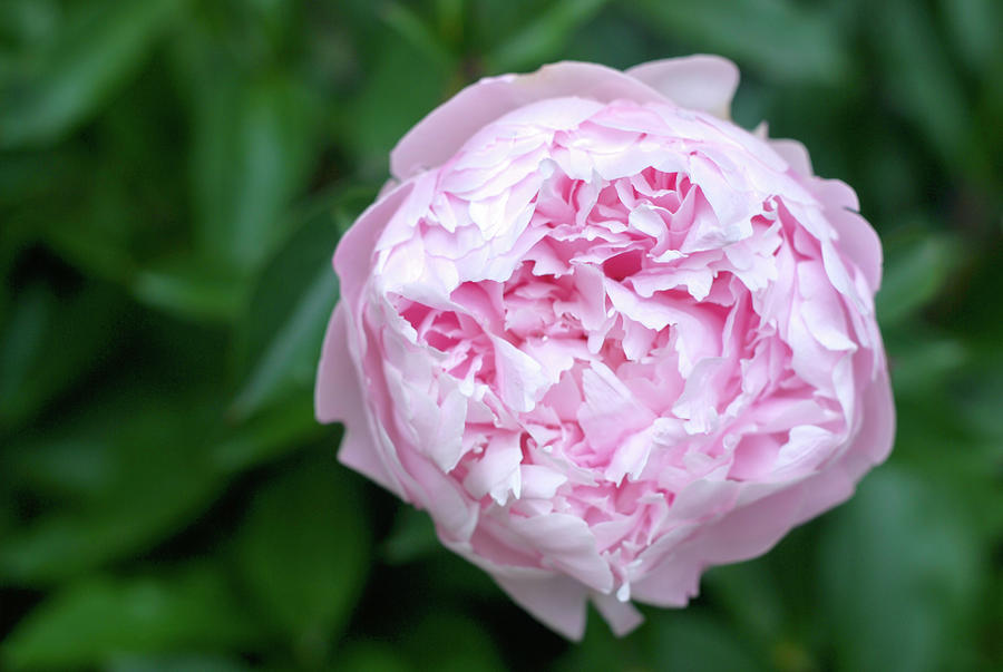 Flower Photograph - Single Pink Peony In Full Bloom by Cavan Images