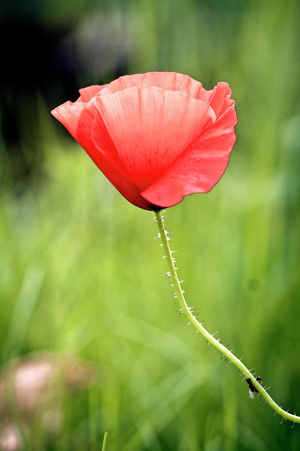 Single Poppy Photograph by Lacaosa