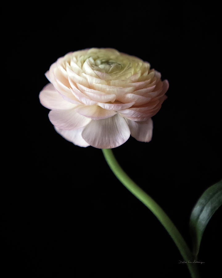 Flower Photograph - Single Ranunculus IIi by Debra Van Swearingen