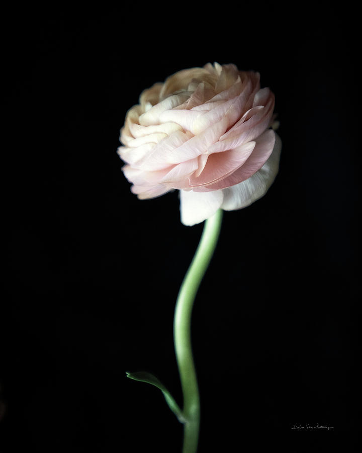 Flower Photograph - Single Ranunculus Iv by Debra Van Swearingen