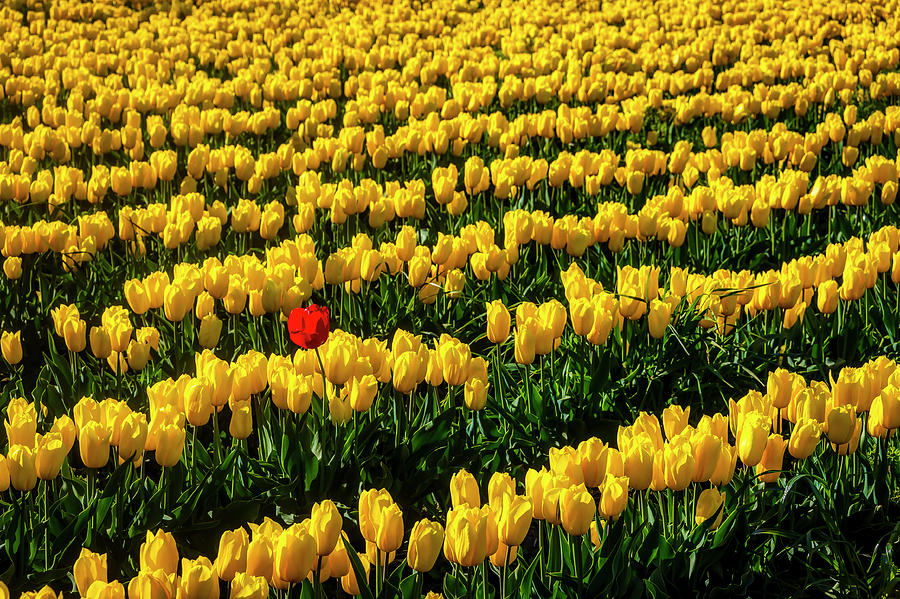 Single Red Tulip In Yellow Tulip Field Photograph by Garry Gay