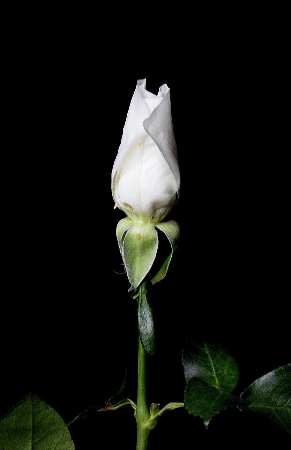 Single Rose Photograph by Hyuntae Kim