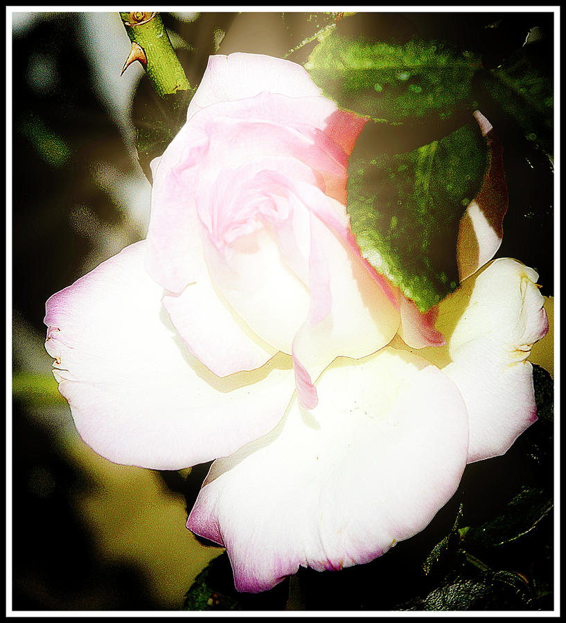 Single Rose in Full Bloom Photograph by A Macarthur Gurmankin