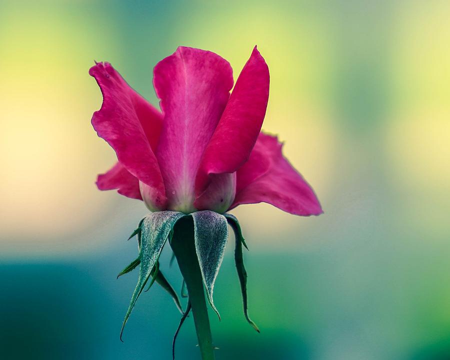 Single Rose Photograph by Susan Rydberg