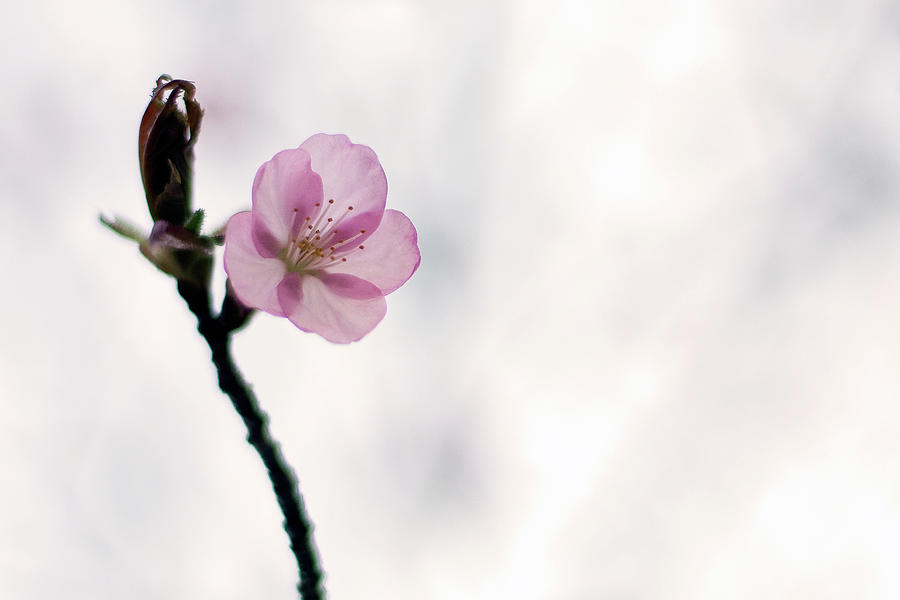 Single Sakura Photograph by Johan Klovsjö