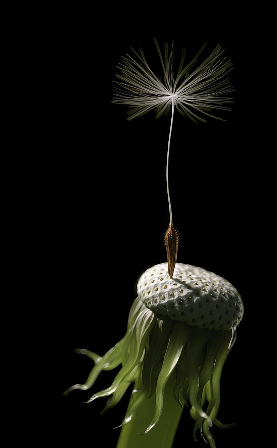 Single Seed Left On Dandelion Seed Head Photograph by Ikon Images