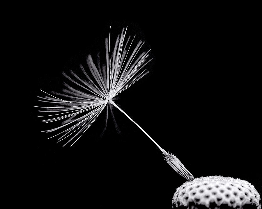 Single Seed On Dandelion Clock Photograph by A J Withey