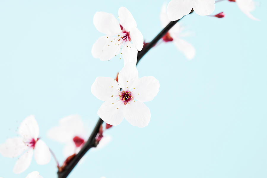 Sprig Of Sakura Cherry Blossom by