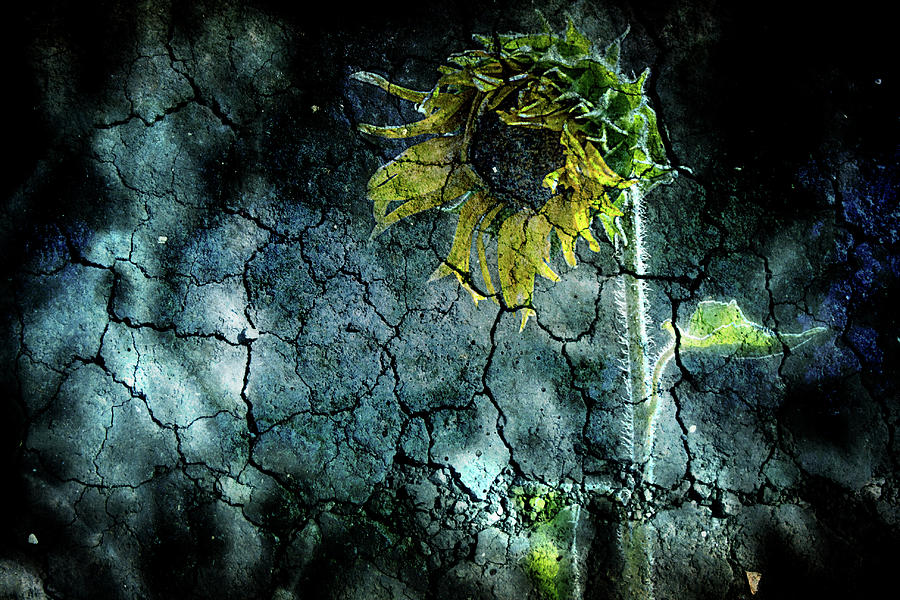 Single Sunflower eins Photograph by Wolfgang Stocker