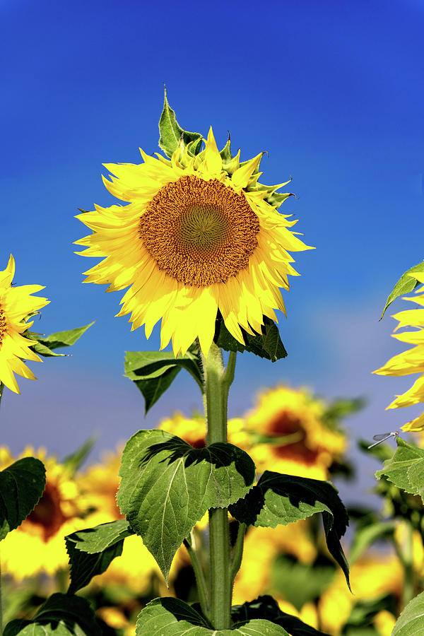 Single Sunflower Photograph by Javier Flores - Fine Art America