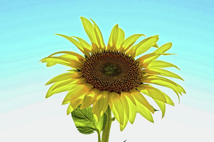 Single sunflower by Martin Smith Single sunflower by Martin Smith