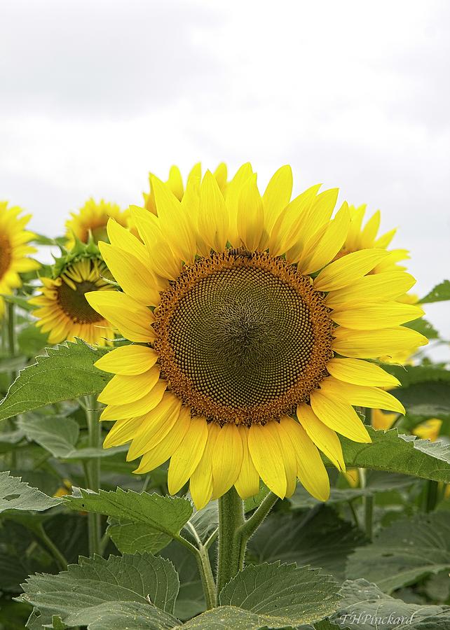 Single sunflower with bee enjoying its nectar. by Timothy Pinckard Single sunflower with bee enjoying its nectar. by Timothy Pinckard