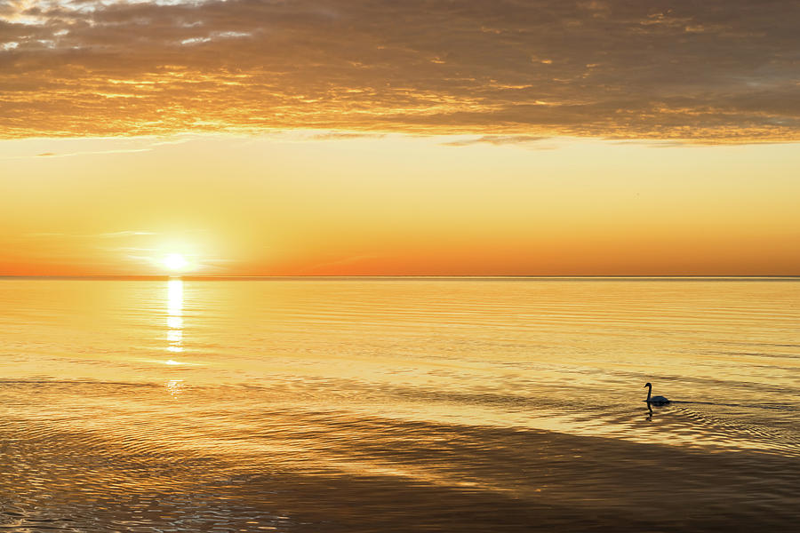 Glorious Photograph - Single Swan Sunrise - Silky Gold on Lake Ontario by Georgia Mizuleva