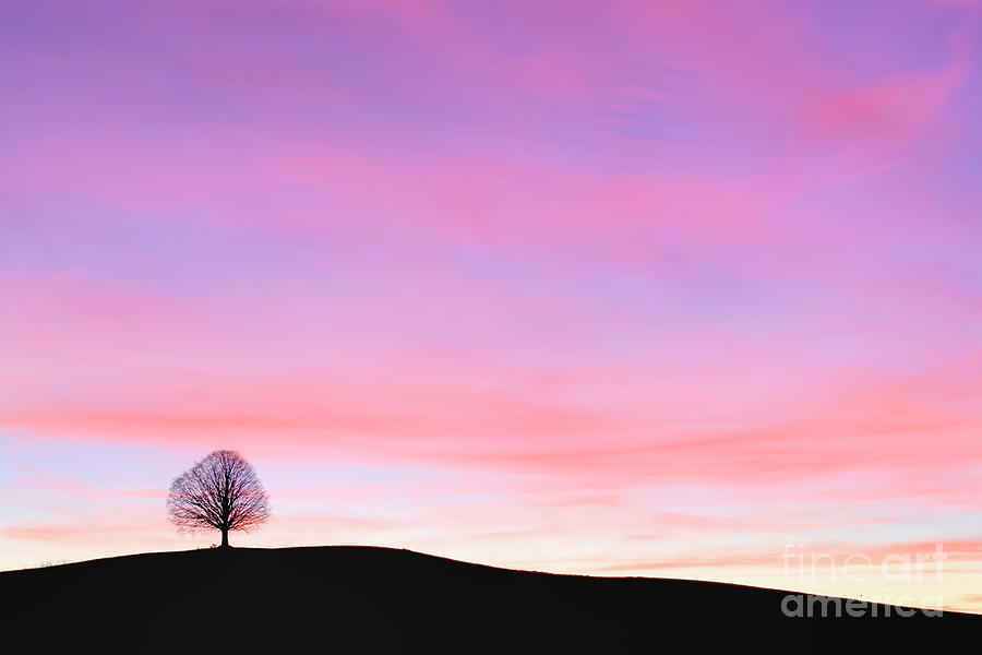 Single Tree At Sunset Photograph by Conceptual Images/science Photo ...