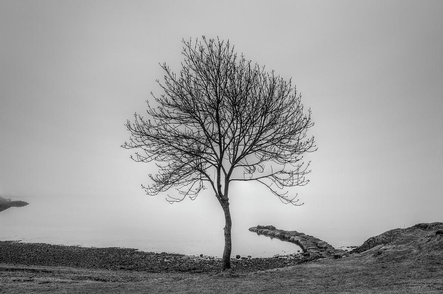 Single Tree By The Sea Photograph by Sindre Ellingsen