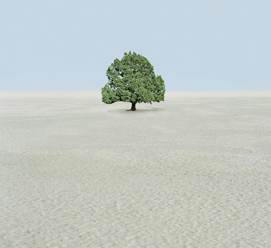 Single Tree In Desert Photograph by Richard Newstead