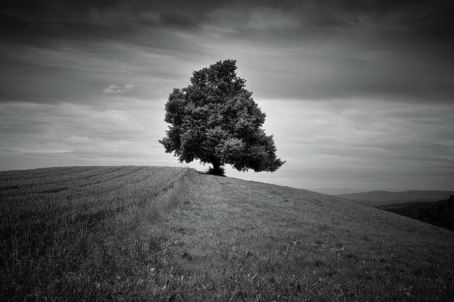 Single Tree In Fields Photograph by Tobias Gaulke