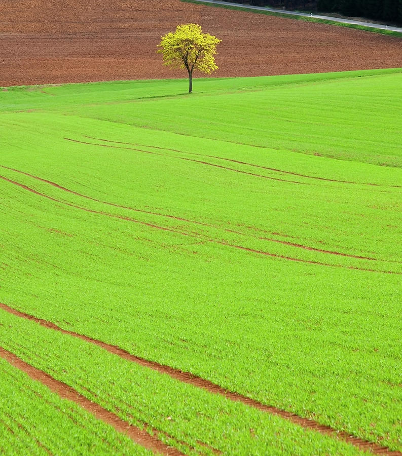 Single Tree In Green Field Photograph by Henglein And Steets Single Tree In Green Field Photograph by Henglein And Steets
