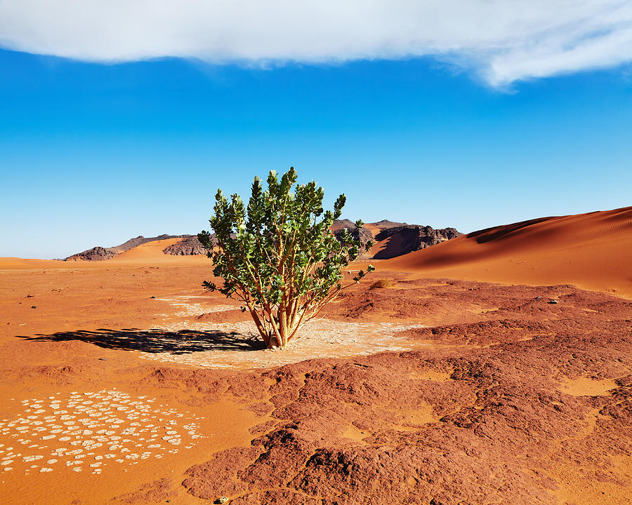 Landscape Photograph - Single Tree In Sahara Desert, Algeria by DPK-Photo