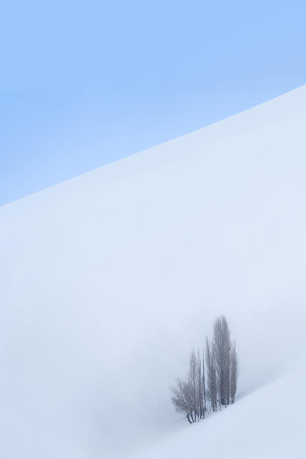 Winter Photograph - Single Tree In The Mountain by Majid Behzad